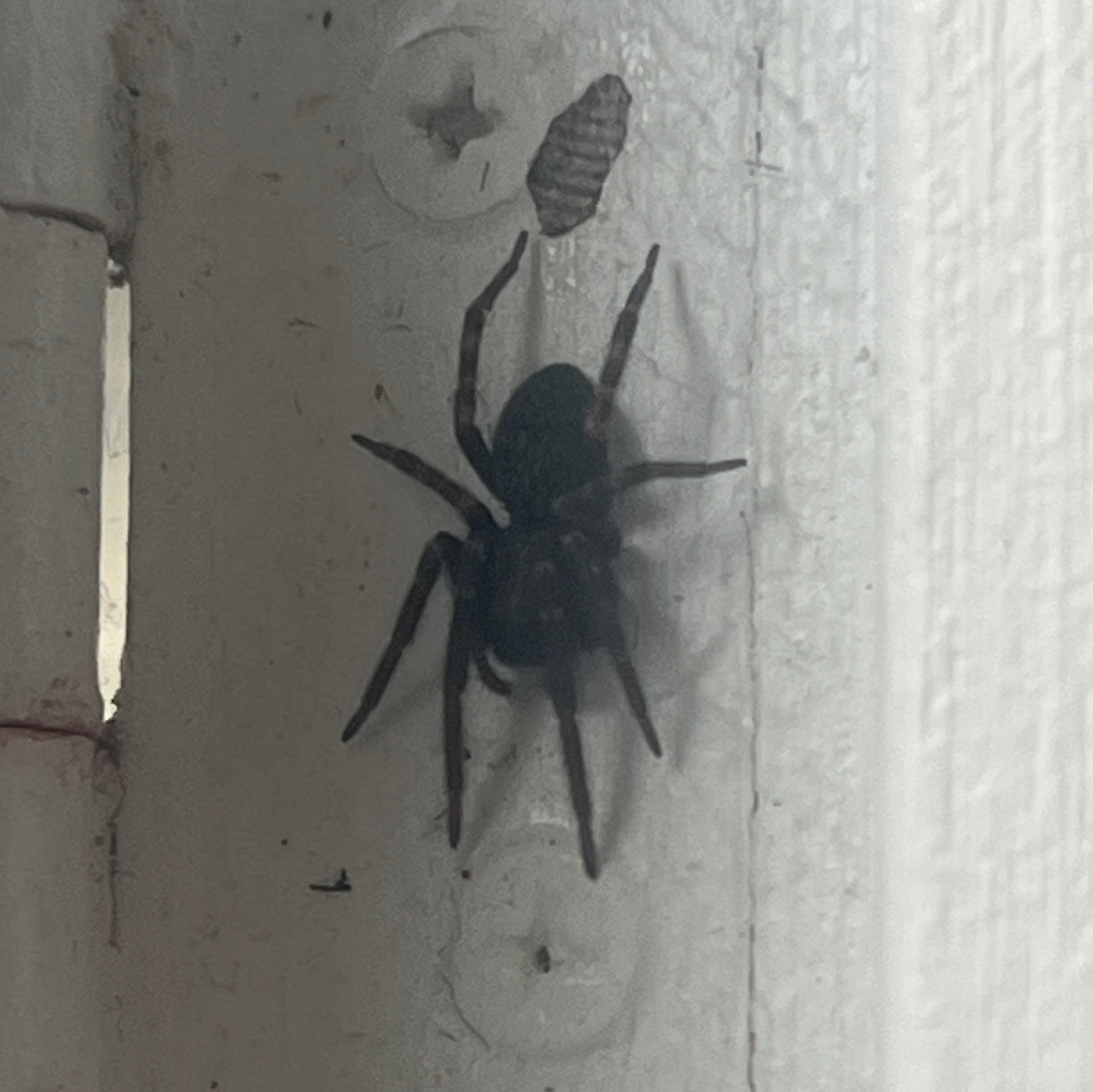 Spider on wall